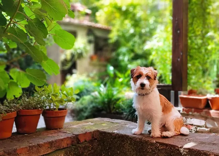 Bellavita *